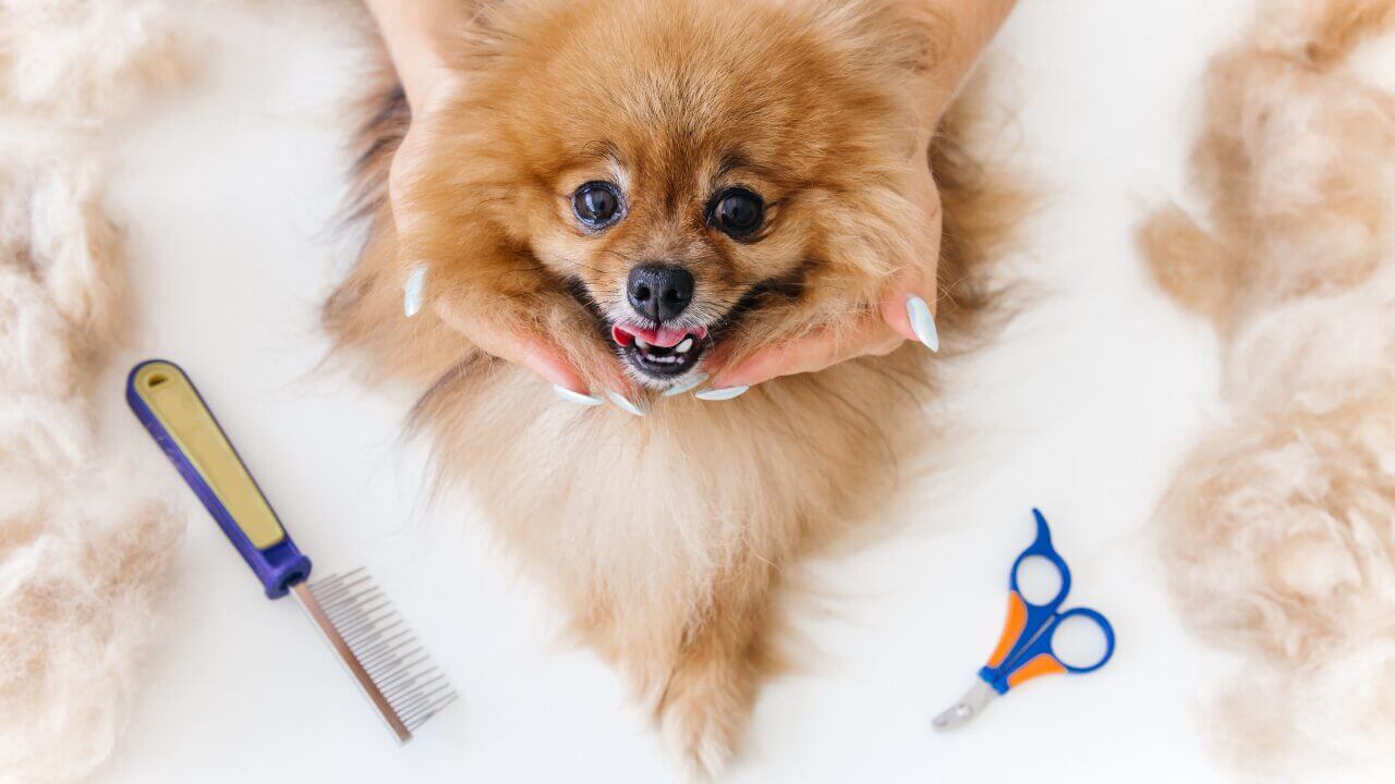 How to Start a Pet Grooming Business